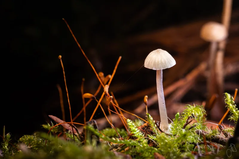 Pilz im Wald bei Wildberg – Beitrag aus meinem Fotografie-Blog